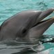 Illustration for article titled Dolphins give each other their own special “names”